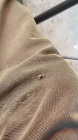 A small tan crab spider crawls slowly across a brown, coarse fabric, likely clothing, within an outdoor setting. The background shows glimpses of a black metal structure and blurred brickwork, suggesting an urban or garden environment. The spider appears to be the central focus.