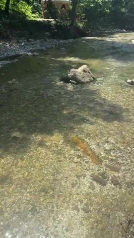 The video shows a clear shallow river flowing over a rocky bed. The sun shines brightly, casting dappled shadows on the water. On the left bank, there are trees and a small structure that appears to be a yurt. The water is so clear that the rocks and pebbles on the riverbed are visible. The river flows from the distance towards the viewer, and the camera is positioned at the edge of the water, looking upstream. The overall impression is one of a peaceful, natural setting.