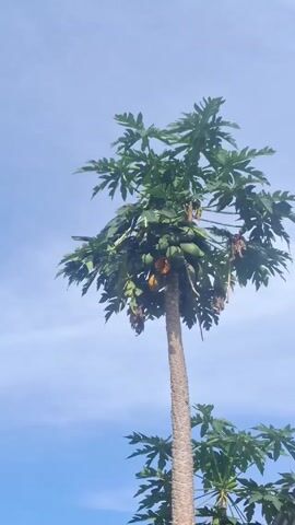 The video shows a tall papaya tree with green leaves and ripe papayas hanging from its trunk. A dark-colored bird flies into the frame and lands on top of the tree. The background is a bright blue sky with some light clouds.