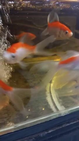 The video shows a close-up of several goldfish swimming in a tank. The fish are predominantly orange and white. The water appears somewhat murky, and there are some particles visible. The camera is angled to show the fish swimming from left to right and towards the camera. The lighting is dim, creating reflections on the glass.