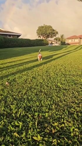 Sunset stroll through a Napili neighborhood, rainbow and all