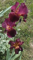 Spring garden blooms and resting cats documented over afternoon