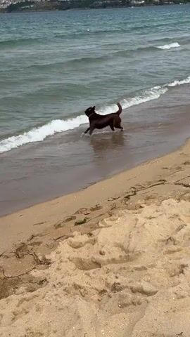 A brown dog plays in the shallow waves of a sandy beach. The dog initially faces away from the camera, interacting with the incoming waves. A person, wearing a pink shirt and black pants, stands on the beach and throws something into the water. The dog then turns and swims into the water to retrieve the thrown object. The environment is a beach with a body of water, likely the sea, under a cloudy sky. The background shows a distant coastline with buildings and vegetation.