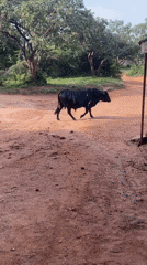 Cattle roam among cars at Jos Wildlife Park