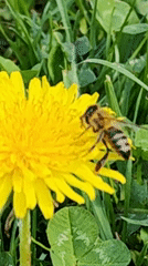 Spring blooms documented in Slatina, Bulgaria with bee activity
