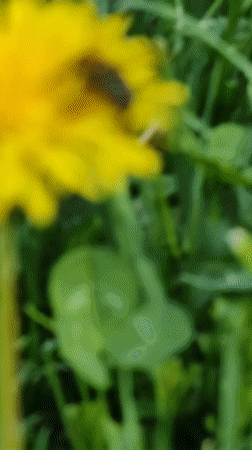 Spring blooms documented in Slatina, Bulgaria with bee activity