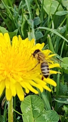 Spring blooms documented in Slatina, Bulgaria with bee activity