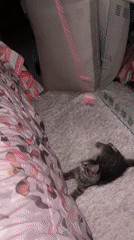 Tabby kitten plays with string toy in Marrakesh bedroom