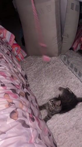 Tabby kitten plays with string toy in Marrakesh bedroom