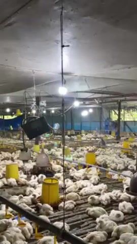 The video shows the interior of a chicken farm. A large number of white chickens fill the frame, scattered across a floor made of dark, ridged planks. Yellow feeders are interspersed among the chickens. The building has a low, gray ceiling and is lit by several hanging lights. Visible through the open sides of the structure are trees and foliage, indicating an outdoor setting. The camera slowly pans around the scene, providing a wide view of the crowded space.