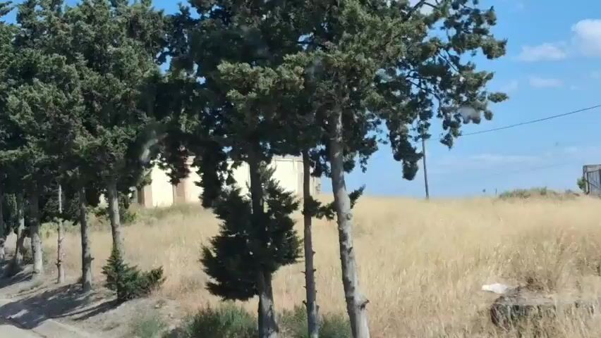 The video captures a moving shot of a rural landscape. Tall, dark green cypress trees line a dirt path on the left side of the frame. In the background, a large, light-colored building with a flat roof is visible, partially obscured by more trees. The ground is covered in dry, golden grass. The sky is a clear, bright blue with a few white clouds. The camera then pans to show a small, octagonal brick building with a domed roof, possibly a chapel, surrounded by greenery and dry grass. A road is visible in the foreground with a circular traffic sign indicating the end of a restriction. The scene appears to be a sunny day in a dry, Mediterranean-like environment.