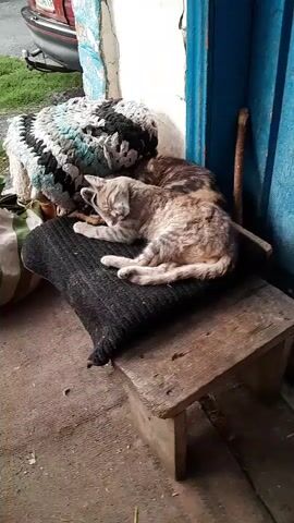 Two cats are resting on a wooden stool. The cat in the foreground is a tabby cat, with lighter brown and white fur. It is lying on its side with its head tucked in. The other cat is mostly obscured by the first cat, but appears to be a darker brown tabby. They are on a black mat on the stool, and behind them is a colorful knitted cushion. The background shows a blue door, a wooden pole, a stone wall, and the corner of a car.
