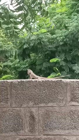 A lizard is perched on a stone wall, with lush green foliage in the background. The lizard's body is light brown with darker markings. It is facing to the left, with its head slightly raised. The stone wall is made of large, rough-hewn blocks. The foliage appears to be from trees or bushes. The lighting suggests it may be daytime, possibly overcast.