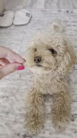 A hand with bright pink nail polish offers a small treat to a light brown toy poodle. The dog is lying down on a patterned rug, facing the treat. The background shows two white slippers. The hand withdraws, and the dog eats the treat. The person says "Good boy." The dog then looks away and appears to be moving.