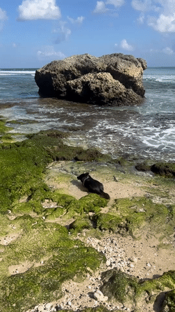 Turquoise coastline and a dog on the rocks, Kuta Selatan