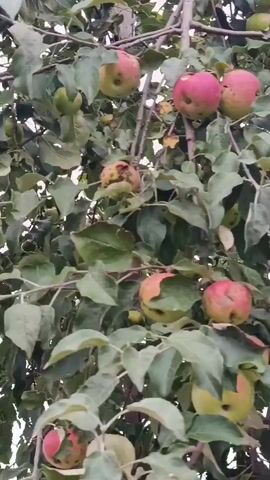This is a close-up shot of apples hanging on a tree branch. Some of the apples are red and green, while others appear to be damaged. The leaves on the tree are green and appear somewhat wet. The video pans slowly upwards, showing more apples and branches.
