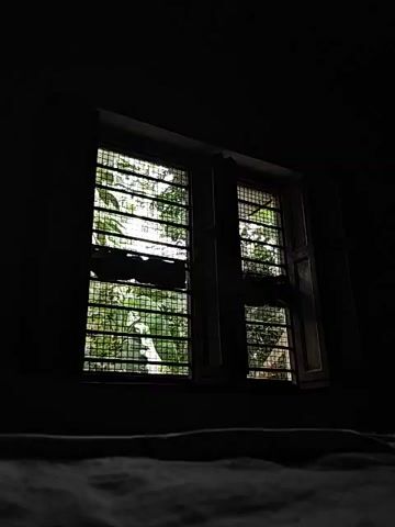 The video shows a window with bars. Outside the window are trees and foliage. The room is dark, and a bedspread is visible in the foreground. The lighting suggests it may be daytime, possibly overcast, or late evening. There are no people visible in the video.