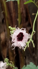 Unusual white-fringed flower with burgundy center documented in Obosi
