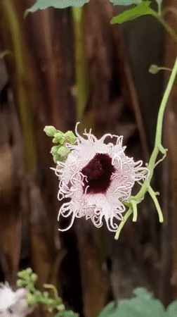 Unusual white-fringed flower with burgundy center documented in Obosi