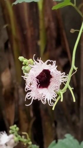 Unusual white-fringed flower with burgundy center documented in Obosi
