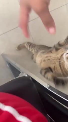A person's hand reaches down and pets a tabby cat that is lying on a tiled floor. The cat is looking up at the hand, and its tail is curled. The person's hand then moves to touch the cat's belly, and the cat rolls onto its back, exposing its belly. The video is shaky and blurry, making it difficult to see details clearly.