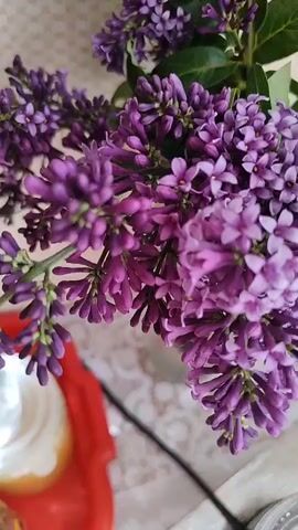 A close-up video shows a bouquet of purple lilacs in bloom. The flowers are arranged in clusters on thin green stems, with some green leaves visible in the background. The lighting is soft, and the background is blurred, suggesting the bouquet is indoors. The camera slowly pans across the flowers, highlighting the delicate details of the petals and the rich purple hue of the blooms.