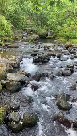 A stream flows over rocks in a forest. The water is clear and the rocks are smooth and covered in moss. Trees with green leaves line the banks of the stream. Sunlight filters through the canopy, creating dappled patterns on the water and rocks. The overall impression is one of tranquility and natural beauty.