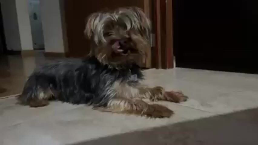 A medium shot shows a small, long-haired dog, presumably a Yorkshire Terrier mix, lying on a tiled floor. The dog is mostly tan and gray with some darker patches on its back. The dog is facing the camera and initially yawns, then looks to its left. The dog is wearing a collar. Behind the dog are partially visible doors, and a hallway leading to another room. There is indistinct audio of a person speaking and the dog whimpering.