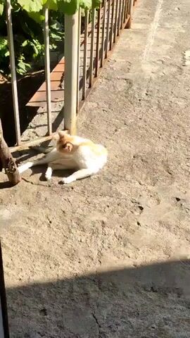 A domestic cat with white and orange fur is lying on a concrete surface in the sunlight. The cat is grooming itself, lifting its hind leg and licking it. The cat is positioned near a metal fence and some greenery.