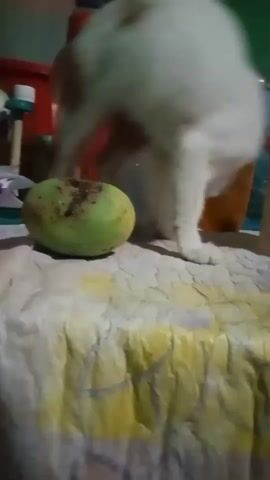 The video shows a ginger and white cat interacting with a green fruit on a patterned tablecloth. The cat is seen pawing at the fruit and then sniffing it. In the background, there are various items, including bottles and what appears to be shelves with more objects. The lighting is dim.