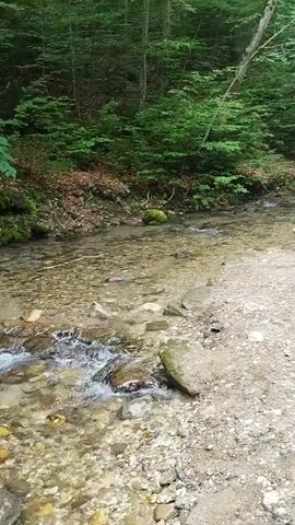 A shallow, clear stream flows over a rocky bed. The surrounding environment is a forest, with dense green foliage and trees visible on the banks. Sunlight filters through the leaves, creating dappled patterns on the water and ground. The water appears to be moving gently, with small ripples and occasional small cascades over rocks. No people or animals are visible in the footage.