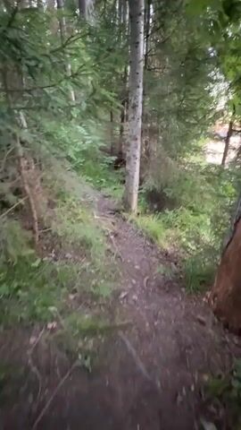 The video shows a first-person perspective of walking on a dirt path through a forest. The path is narrow and winding, with trees and dense foliage on either side. The lighting suggests it is either early morning or late evening, as the light is dim and filtered through the trees. The ground is covered with fallen leaves and pine needles. There are various types of trees, including pine and birch, with some undergrowth of ferns and other green plants. The camera movement is smooth, indicating a steady pace of walking. The overall atmosphere is peaceful and natural.