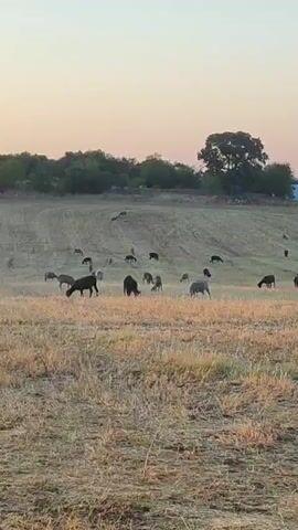 The video shows a herd of sheep grazing in a dry, harvested field at dusk. The sky is a pale orange and pink, indicating the sun has recently set. The field is covered in stubble, and a few scattered trees and bushes are visible in the background, along with a small building. The sheep are of various colors, mostly dark brown and white, and they are spread out across the field, some grazing, some standing still. The overall impression is one of peaceful rural life.
