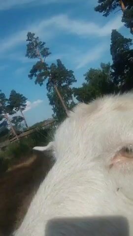 A close-up video shows a white goat with its eyes closed and a cigarette in its mouth. The goat is being held by a person whose legs and a portion of their arm are visible in the lower part of the frame. The person is wearing denim shorts and appears to be sitting on the ground. In the background, there are trees and a blue sky with scattered clouds. The video appears to be taken outdoors in a grassy area.