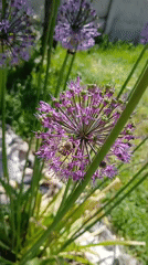 Witnesses capture pets, bees, flowers in 27-minute outdoor observation session