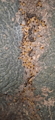 Observer Documents Arthropod Activity on Tree Bark in Venezuela