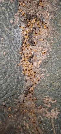 Observer Documents Arthropod Activity on Tree Bark in Venezuela