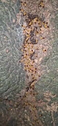 Observer Documents Arthropod Activity on Tree Bark in Venezuela