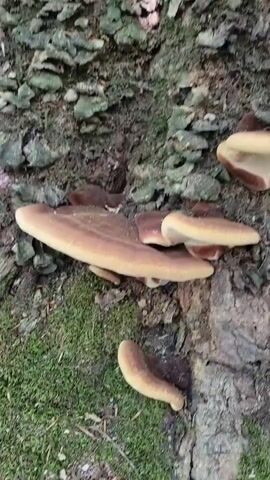 The video shows a close-up view of shelf fungi growing on the bark of a tree. The fungi are light brown and tan with lighter undersides, appearing in tiered layers. Some have a slightly wavy edge. The tree bark is rough and textured, with patches of green moss visible. The background is slightly blurred, suggesting a forest environment with sunlight filtering through trees. The camera slowly pans and zooms, offering different angles of the fungi and their attachment to the tree. There are no people or animals visible in the video.