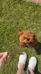 Person plays with small poodle on Sofia lawn