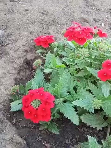 This media file features a close-up shot of a cluster of vibrant red verbena flowers blooming in a garden bed. The flowers are small and delicate, with five petals each, and are arranged in rounded clusters. The leaves of the verbena plant are green and serrated, providing a lush backdrop to the blossoms. The soil around the plants appears dark and moist, suggesting recent watering or a damp environment.

The scene is set outdoors, likely in a garden or a natural setting. The lighting suggests it could be daytime, possibly morning or late afternoon, as there are no harsh shadows. The overall mood is peaceful and natural, highlighting the beauty of the flowers. There are no people visible in the frame. The focus is entirely on the botanical subjects.

The image is still and does not depict any specific activity or event beyond the natural growth and blooming of the plants. No text is visible within the media file. The location context provided is "Хорошее, Russia," which may refer to a specific place or a general area.