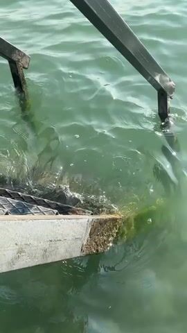 A metal ladder extends into the water. The water is green and choppy with visible ripples. The ladder appears to be attached to a dock or boat. The background shows a wide expanse of water with mountains in the distance under a cloudy sky. The camera is positioned at a low angle, looking down at the ladder.