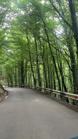 This video presents a serene static shot of a winding asphalt road cutting through a dense, vibrant green forest. The road, which appears to be a two-lane path, curves gently to the left in the distance. To the right, a metal guardrail runs alongside the road, separating it from the forest. The left side of the road features a sloped bank covered in dried brown leaves, indicating the remnants of a previous season or leaf fall.

The forest is dominated by tall, slender trees with abundant, bright green foliage, suggesting either late spring or early summer. Sunlight filters through the canopy, creating a dappled light effect on the road and forest floor. The overall atmosphere is tranquil and natural, with no signs of human activity or vehicles present. The scene is set in a natural, possibly mountainous or hilly, forested area near Kamianytsia, Ukraine. No people, animals, or visible text are present in the frame.