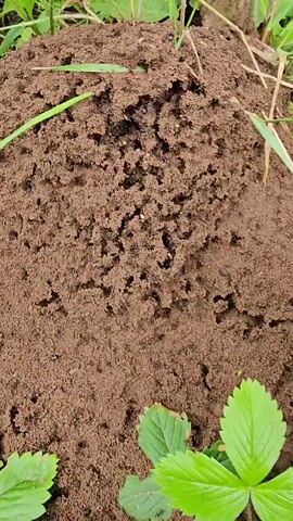 This is a close-up, slightly shaky video of an anthill in Kresty, Russia. The camera is positioned directly above and slightly to the side of the mound, which is made of loose, dark brown soil. Small, black ants are actively moving on the surface of the mound, with some appearing to go in and out of small holes and crevices. Several blades of green grass and some green leaves, possibly from a strawberry plant, are visible at the edges of the frame, suggesting an outdoor, natural setting. The lighting appears to be natural daylight, and there are no clear indicators of the time of day or specific weather conditions, though the ants' activity suggests it is not raining. The overall impression is one of observing the industrious nature of ants in their habitat. No text is visible in the video.