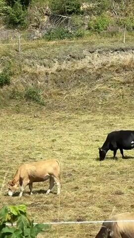 The video shows a herd of cows grazing in a dry, grassy field. In the foreground, a light brown cow is visible, facing left and lowering its head to eat grass. Behind it, a black and white cow is also grazing. Further back, a solid black cow is visible. In the upper right of the frame, a white cow is grazing on a grassy slope. The background consists of a wooded hill with green trees and vegetation. A white fence runs along the bottom of the frame.