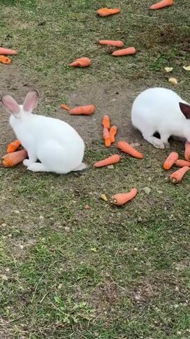Two white rabbits are on a grassy area with scattered carrots. The rabbit on the left is facing away from the camera, sitting near a small pile of carrots. The rabbit on the right is facing the camera and is actively eating carrots from a large pile. The ground is covered in short grass with some patches of dirt. Several individual carrots are scattered around the rabbits, some whole and some partially eaten. The lighting suggests it is daytime.