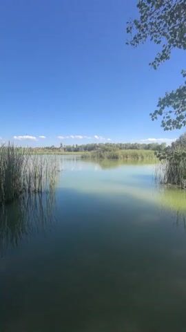 This is a vertical video showcasing a serene lake scene with reeds in the foreground and a treeline in the distance under a clear blue sky. The water is calm, reflecting the sky and surrounding vegetation, with a light greenish hue. Tall, green reeds line the left and right edges of the frame, casting reflections on the water. In the mid-ground, a dense line of trees and foliage separates the lake from a hint of a distant settlement, where a steeple-like structure can be faintly seen. A few wispy clouds are scattered across the sky. The sun is high, suggesting it is daytime, likely midday, and the weather appears to be clear and sunny. The overall mood is peaceful and natural. There is no visible text in the video. The location is identified as Vila-sana, Spain, adding context to the Mediterranean-like landscape.
