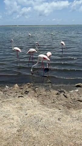 A flock of flamingos stands in shallow, dark water near a sandy shore under a partly cloudy sky. Several flamingos are in the foreground, some with their heads bent down into the water. More flamingos are visible in the background, further out in the water. The water is calm with small ripples. The shore is composed of sand and rocks. The sky is blue with scattered white clouds.