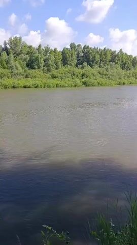 The video shows a wide river on a sunny day. The water is a mix of brown and dark blue, with ripples on the surface. The riverbanks are lined with lush green trees and bushes. The sky is blue with a few fluffy white clouds. The camera is positioned on the riverbank, looking out over the water. There are no people or objects visible in the video. The overall scene is peaceful and natural.