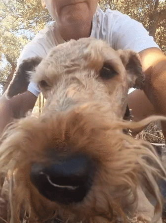 Floppy-eared dog gets some love in Kuşadası